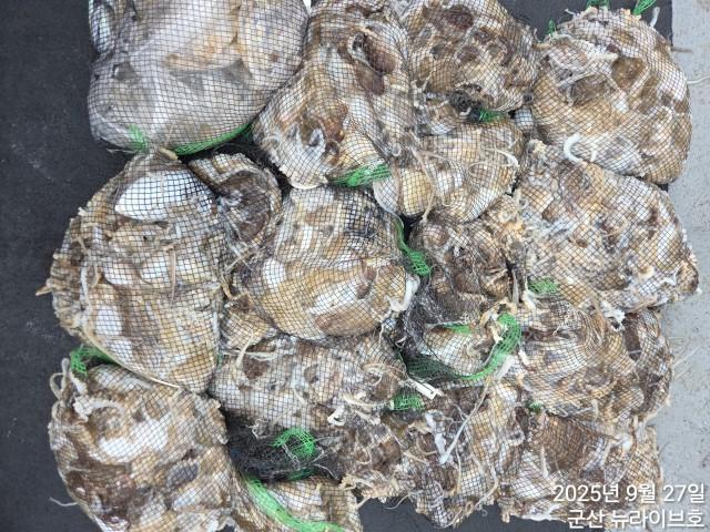 27일 뉴라이브호 시작부터 철수때까지 쉼없이 물어주네요 망태기가득한 마무리조황~~