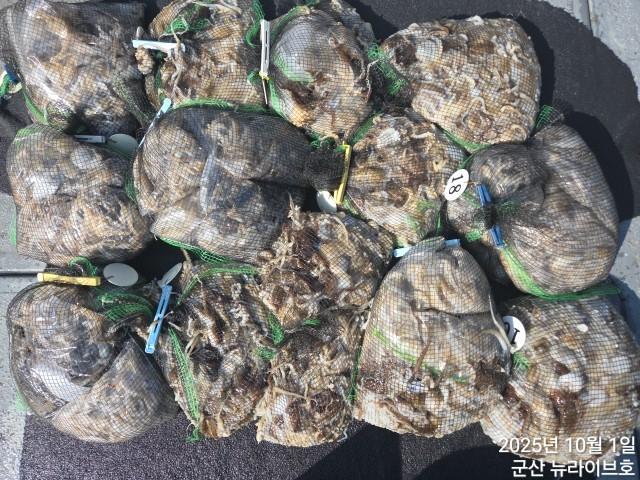 10월 첫날 뉴라이브호 동트기전부터 쌍거리로 쉼없는입질 망태기 가득한 마무리조황 내일도출항 자리여유있어유~~