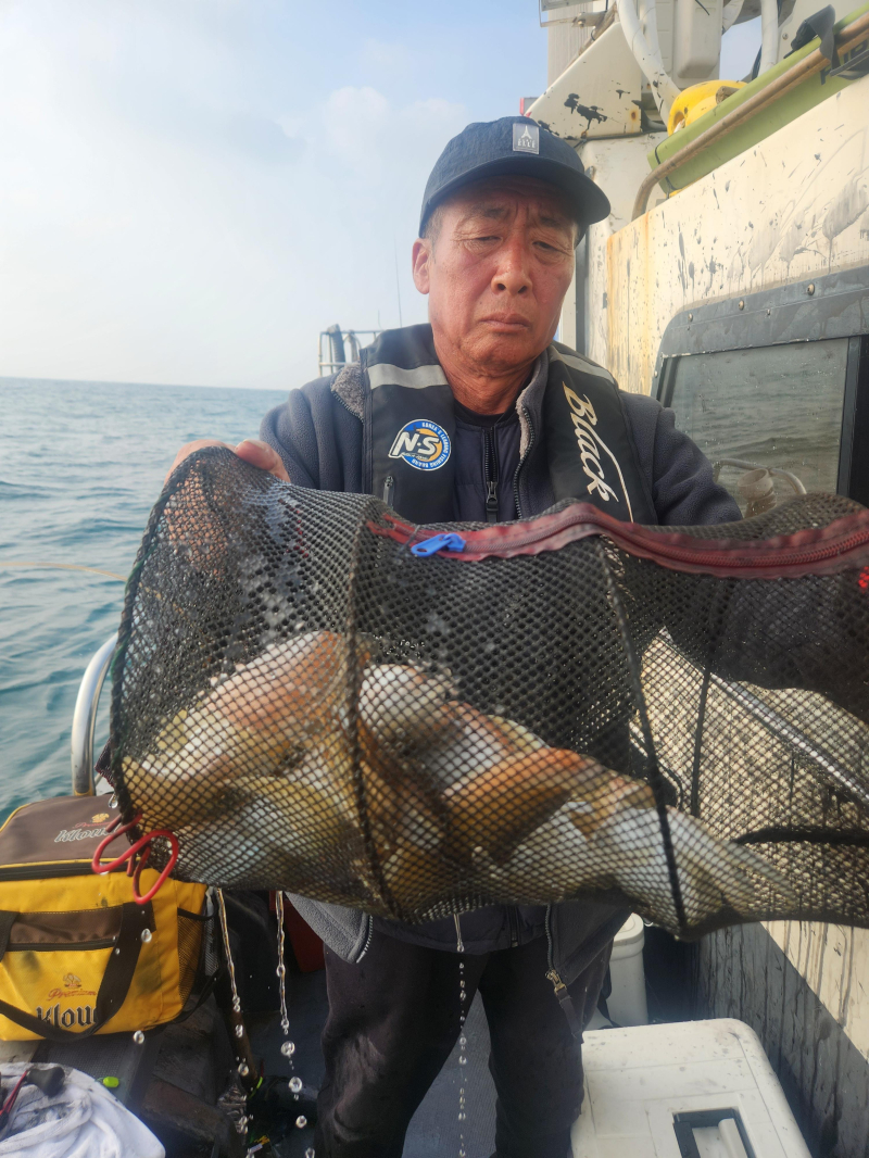 갑오징어 조황입니다